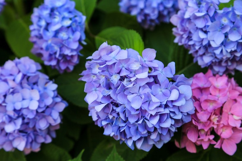 Hortensja kupiona w kwiaciarni powinna być sadzona w pochmurny dzień /123RF/PICSEL