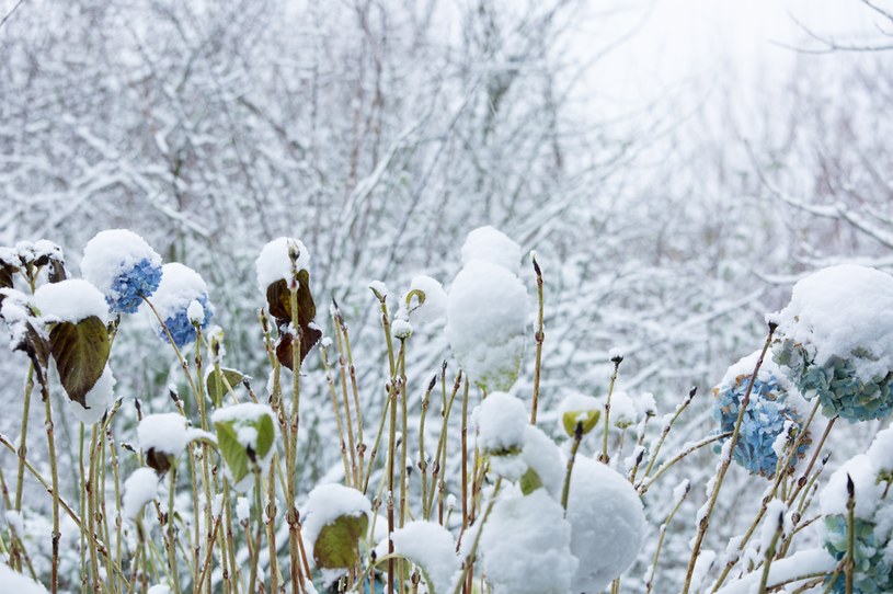 Hortensja pięknie prezentuje się przyprószona śniegiem. Warto jednak okryć je dla bezpieczeństwa /123RF/PICSEL