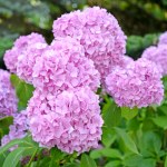 Hortensja w lutym budzi się do życia. Kiedy usunąć osłony?