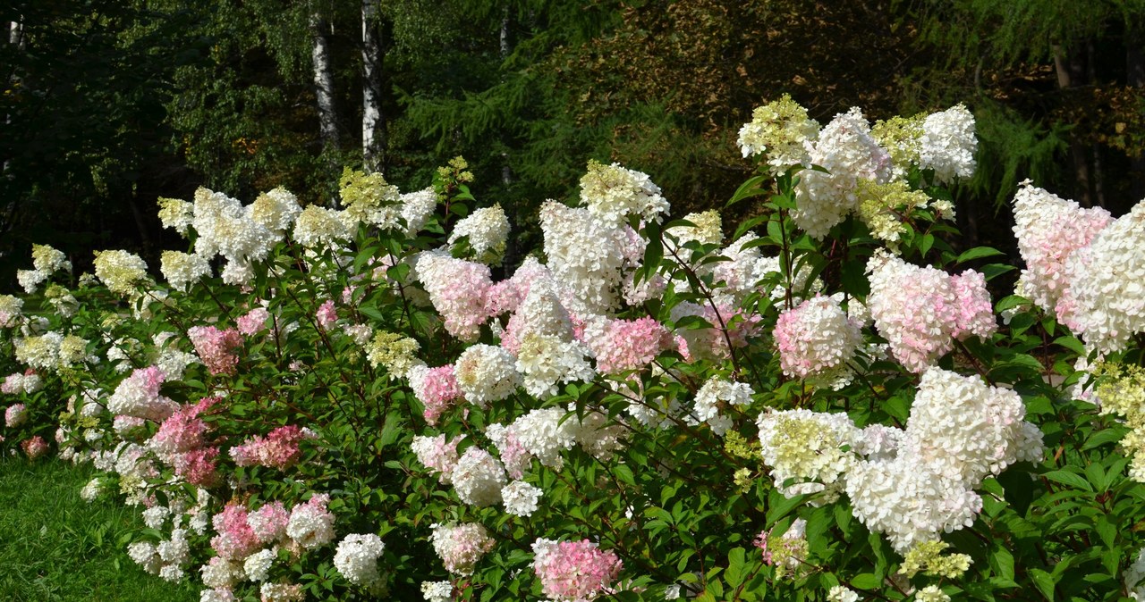 Hortensję kładą się nawet po małym deszczu? Ta domowa odżywka pomoże je wzmocnić. /123RF/PICSEL