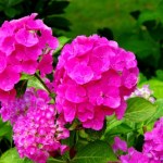 Hortensje mogą mieć jeszcze więcej kwiatów. Wystarczy, że zadbasz o to 