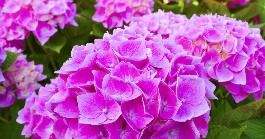 Hortensje mogą mieć piękny, różowy kolor. Podpowiadamy, jak go osiągnąć. /123RF/PICSEL