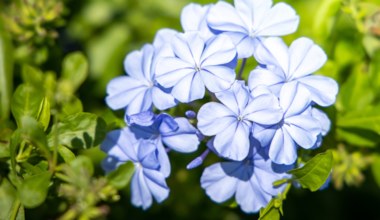Hortensje sadzą wszyscy, ale ta błękitna roślina jest od nich piękniejsza. Wszystkie sąsiadki będą ci jej zazdrościć