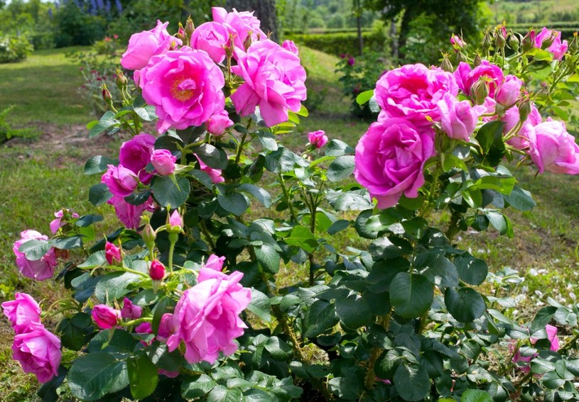 Hortensje świetnie komponują się z różami /123RF/PICSEL