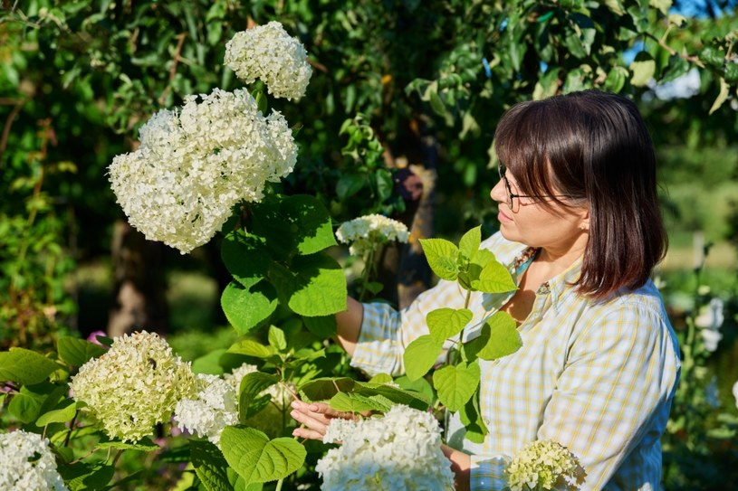 Hortensje wymagają regularnego nawożenia. Świetnie sprawdzi się naturalny kompost z szyszek /123RF/PICSEL