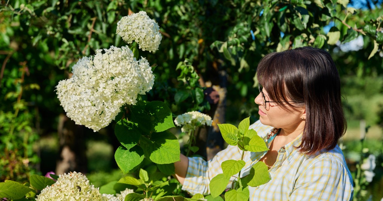 Hortensje wymagają regularnego nawożenia. Świetnie sprawdzi się naturalny kompost z szyszek /123RF/PICSEL