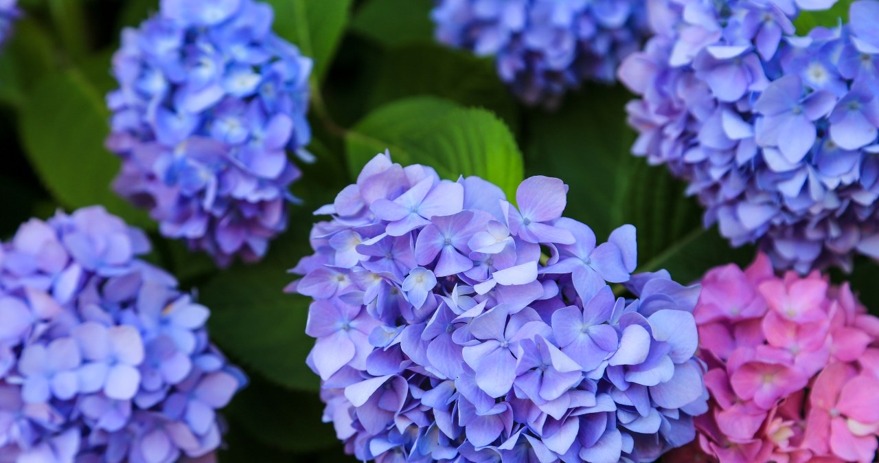 Hortensje wymagają wsparcia na zimę, żeby zakwitły na wiosnę. /123RF/PICSEL