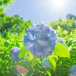 Hortensje źle znoszą upały. Zrób to, by ochronić je przed więdnięciem