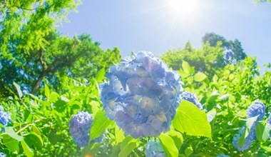 Hortensje źle znoszą upały. Zrób to, by ochronić je przed więdnięciem