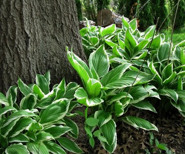 Hosta: Roślina o przepięknych liściach