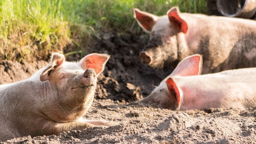 Huawei inwestuje w farmy świń. To sposób na ratowanie biznesu z powodu sankcji USA /Geekweek