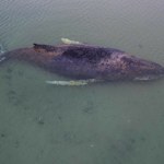 Wieloryby Humbak w Bałtyku wciąż żyje. Niemcy spróbują tajnej broni