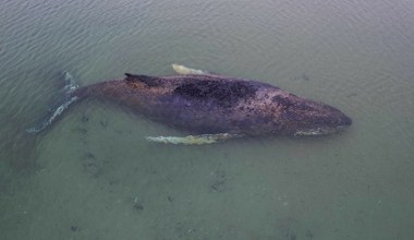 Humbak w Bałtyku wciąż żyje. Niemcy spróbują tajnej broni