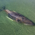 Humbak znów pływa w Bałtyku. Utknął już dwa razy