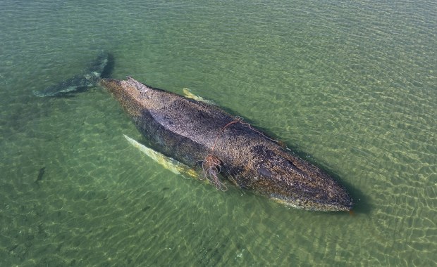 Humbak znów pływa w Bałtyku. Utknął już dwa razy