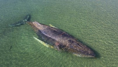 Humbak znów pływa w Bałtyku. Utknął już dwa razy