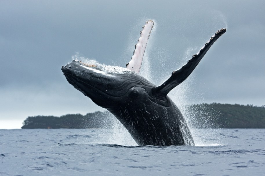 Humbak /Shutterstock