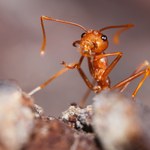 Huragan Florence ułatwia inwazję mrówek ognistych