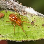 Huragany zwiększają agresywność pająków