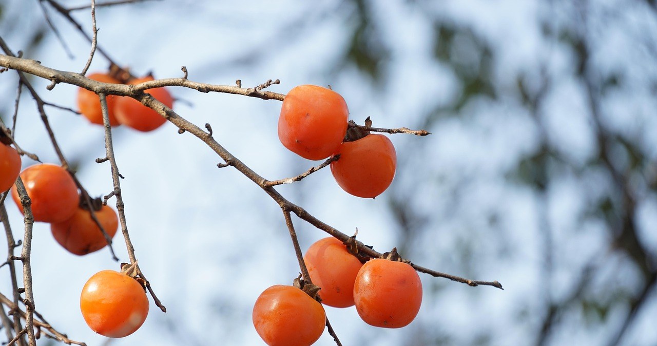 Хурма - смачний та корсний плід, який варто частіше їсти взимку /pixabay.com