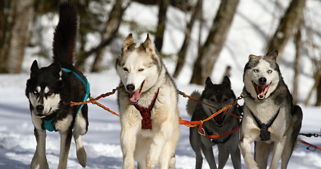 Husky będące psami zaprzęgowymi, tak jak inne psy pracujące są mocno przywiązane do rygorystycznej rutyny dnia. /Pixabay.com