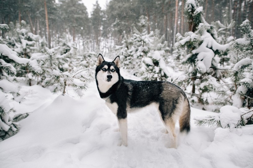 Husky są jednymi z tych psów, które nie potrzebują ubrań zimą /123RF/PICSEL