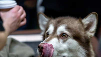 Husky, yorki, buldożki i nie tylko. W Spodku gościły rasowe psy