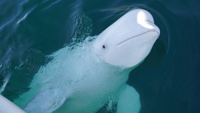 Hvaldimir zdechł z kijem w paszczy. Policja umorzyła śledztwo