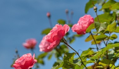 Хвороба чорної плямистості омине ваші троянди. Все, що потрібно - це кілька крапель