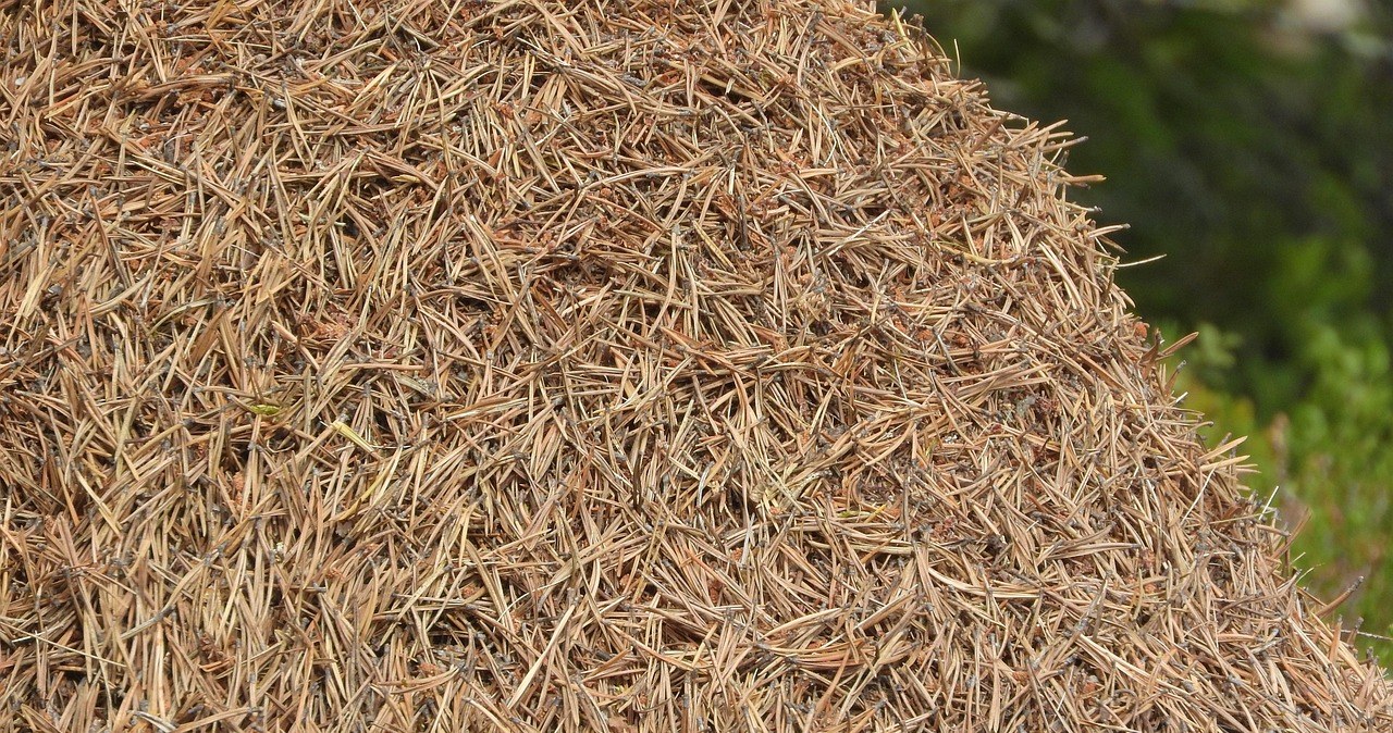 Хвоя утримує вологу краще, ніж тирса чи кора /pixabay.com