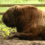 Hybryda, która miała uratować polską gospodarkę. Poznaj żubronia 