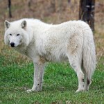 Hybrydy psów i wilków są coraz popularniejsze. Ekolodzy są zaniepokojeni