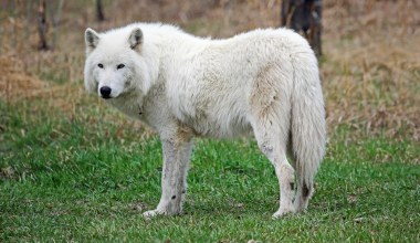 Hybrydy psów i wilków są coraz popularniejsze. Ekolodzy są zaniepokojeni