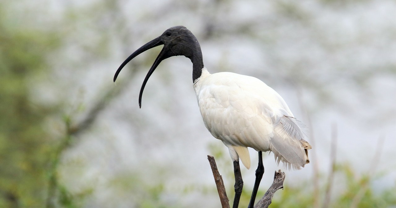 Ibis czczony zagraża europejskim ekosystemów. Jego populacja szybko rośnie /Jean Mayet/Bios Photo/East News /East News