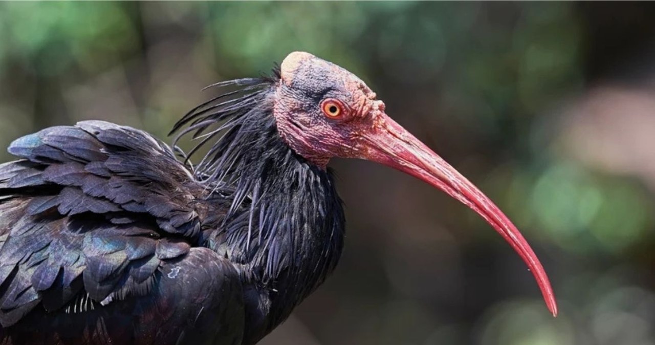 Ibis grzywiasty (łac. Geronticus eremita), uznawany za gatunek zagrożony pojawił się w jednym z portugalskich miast /Canva Pro