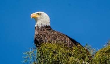 Ich ofiarą padło tysiące orłów i bielików. Jest przełom w sprawie