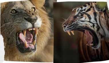 Ich ryk niesie się daleko. To największe koty świata. Wiesz o tym?