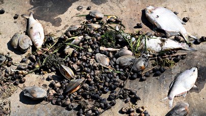 ​Ichtiolog: Odra wymaga programu naprawczego, powinni się tym zająć naukowcy