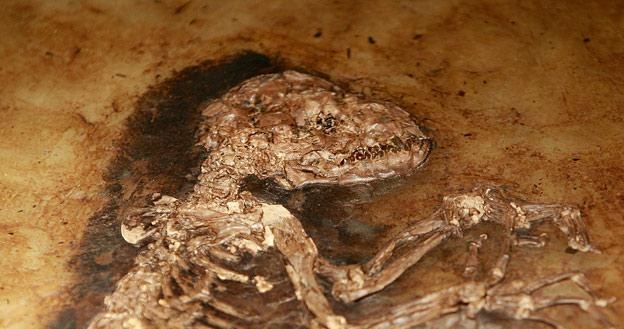 Ida - małpiatka z pierwszych lemurowatych znaleziona w kopalni Messel w Niemczech /Getty Images/Flash Press Media