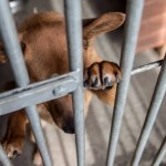 ​Idą mrozy. Schronisko prosi o tymczasowe adopcje psów