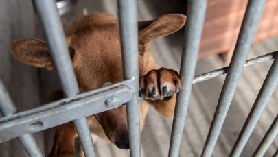 ​Idą mrozy. Schronisko prosi o tymczasowe adopcje psów