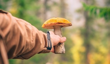 Idąc do lasu, spójrz w górę. Wrócisz z koszem pełnym grzybów 