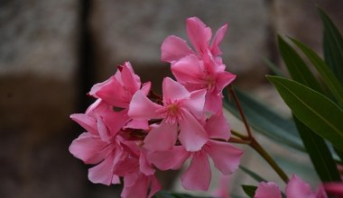 Ідеальне місце для зимівлі олеандрів. Зробіть одну важливу річ: вони дадуть багато бруньок навесні