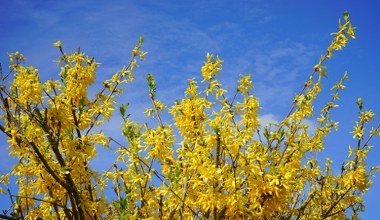 Ідеальний час для розмноження форзиції. Як це зробити? Покрокова інструкція