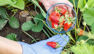 Idealny czas na sadzenie truskawek. Wiosenny sekret działkowca