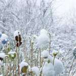 Idź do ogrodu i zrób to z hortensjami. Bez tego nie ma żadnych szans na kwiaty 