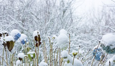 Idź do ogrodu i zrób to z hortensjami. Bez tego nie ma żadnych szans na kwiaty 