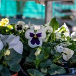 Idzie ochłodzenie. Zrób to z bratkami, aby nie zmarniały