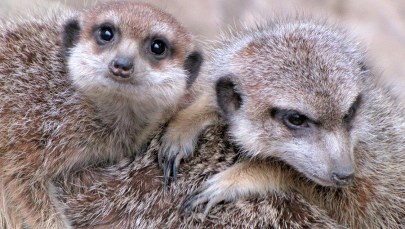 Idzie wiosna. Dowód? W gdańskim zoo urodziły się surykatki