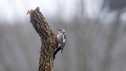 Idzie wiosna? W lasach słychać już werblenie dzięciołów